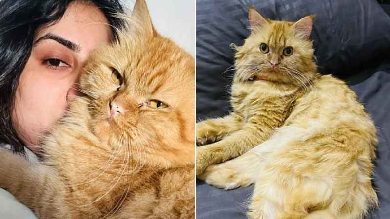 ‘The whole Dubai is looking for you’: Missing cat Chuuti found after 10 days